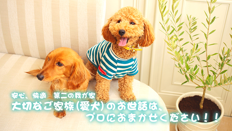 福岡老犬介護ホーム ペットホテル しつけ教室 いぬのケアハウス シェリー Fukuoka